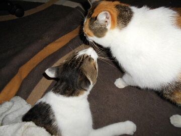 9月11日（31）仮