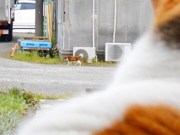 5月18日（100）仮