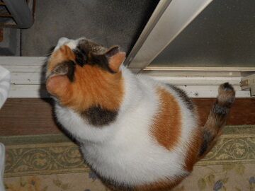 8月22日（35）仮