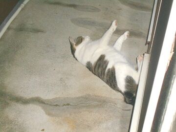 7月19日（56）仮