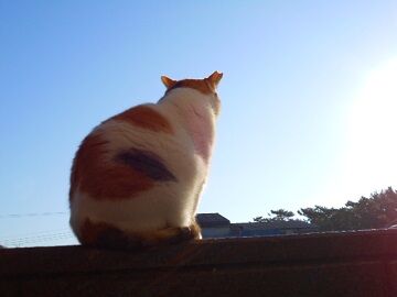 12月4日（15）仮