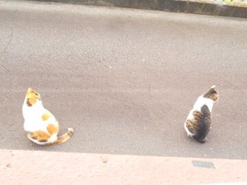 5月26日（19）仮