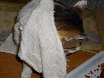 5月10日（36）仮