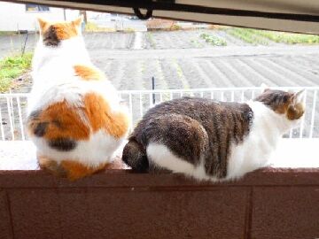 10月22日（10）仮