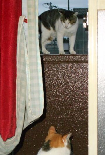 7月21日（21）仮