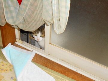 2月10日（61）仮