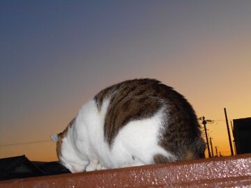 12月12日（2）仮