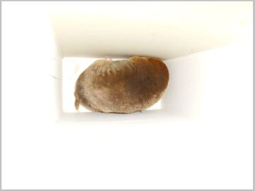 2月10日（60）仮