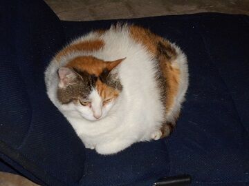 6月28日（17）仮