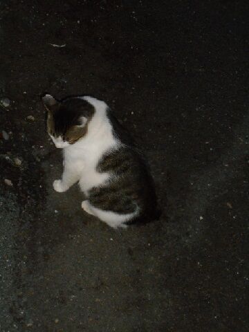 8月22日（48）仮