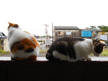 10月19日（2）仮