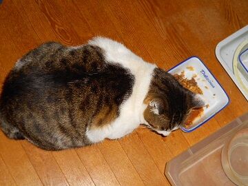 12月13日（38）仮