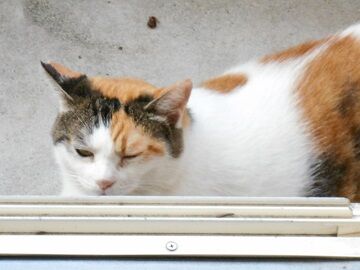 8月26日（16）仮