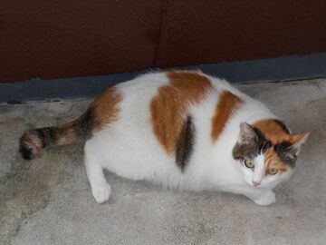 9月7日（9-2）仮