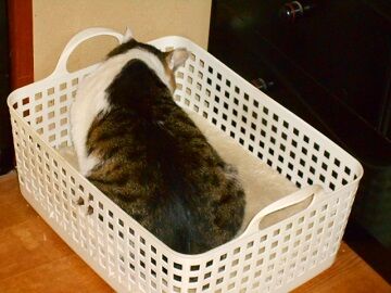 5月22日（63）仮