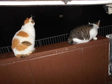 7月22日（78）仮