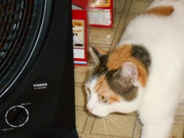 9月30日（56）仮