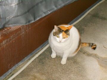 11月22日（14）仮