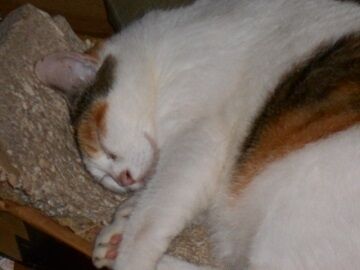 9月16日（8-1）仮