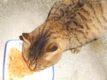 12月10日（15）仮