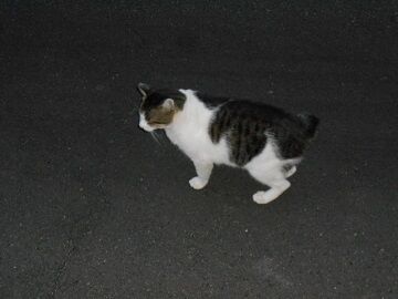 10月1日（5-10）仮