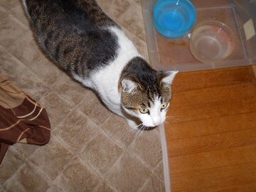 2月14日（14）仮