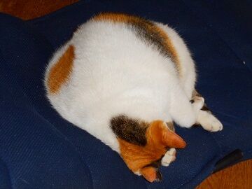 11月19日（4）仮