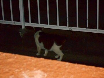 5月27日（13）仮