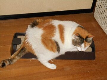 6月28日（13）仮