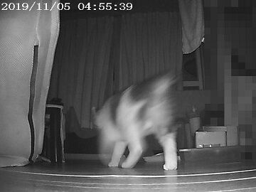 11月5日（24）仮