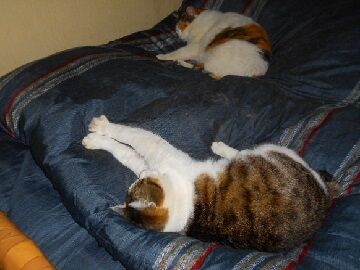 3月11日（17）仮