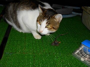 11月18日（11）仮