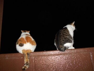 9月8日（19-8）仮