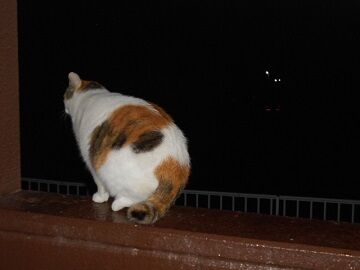 9月17日（2-12）仮