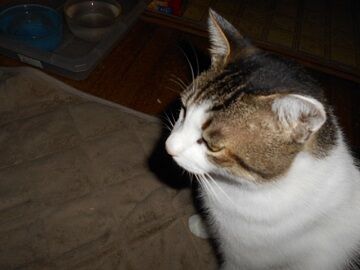 7月30日（45）仮