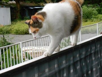 7月31日（60）仮