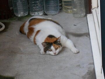 8月14日（36）仮