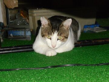 7月28日（11）仮