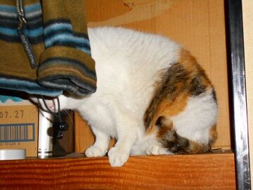 4月29日（18）仮