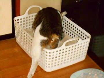 4月10日（20）仮