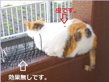 6月13日（38）仮