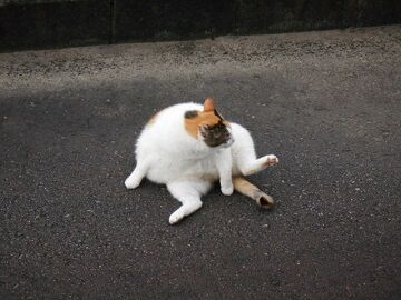 7月31日（70）仮