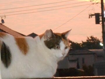 10月3日（20）仮