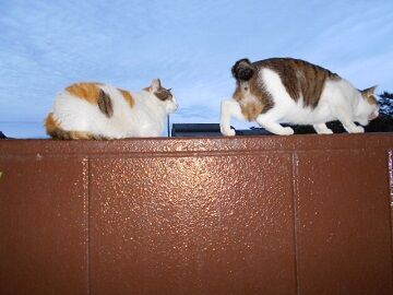 5月28日（70）仮