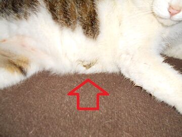 3月10日（17）仮