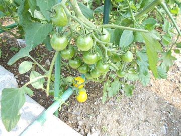 DSCN3774