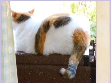 6月25日（43）仮