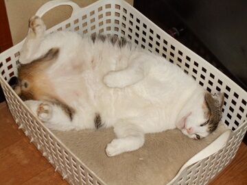 6月29日（62）仮