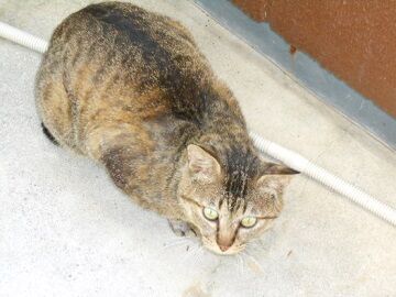 5月23日（33）仮