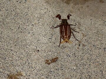 7月10日（57）仮